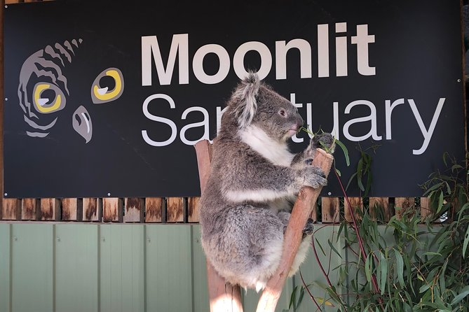 Private Tour: Phillip Island, Penguin Parade and Moonlit Sanctuary Conservation Park From Melbourne - Common questions