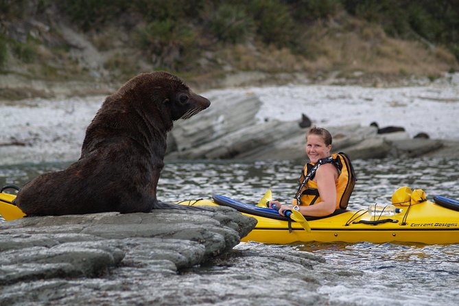 Private Wildlife Kayaking Tour - Kaikoura - Expectations and Accessibility