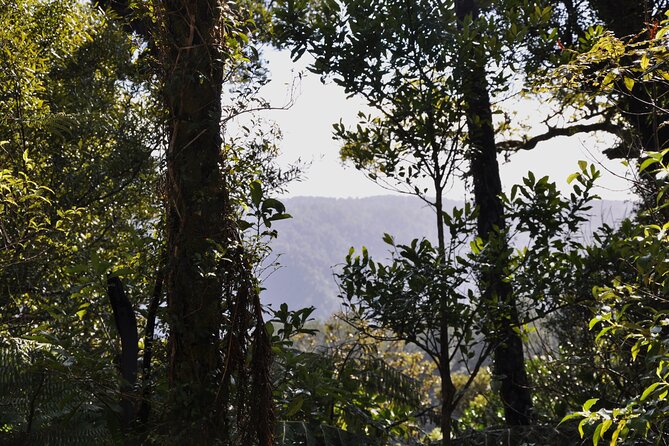 Puketi Rainforest Guided Walks .This Is Not a Shore Excursion Product . - What To Expect During the Walk