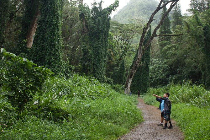 Rainforest Waterfall Trail and Shuttle Service - Benefits of the Rainforest Hike