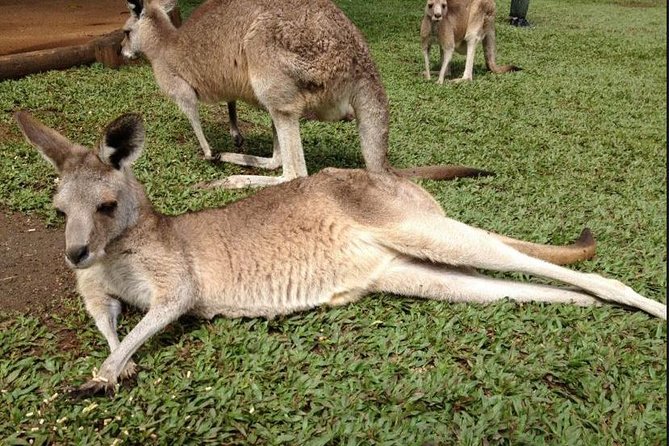 Rainforestation Day Tour Including River Boat & Skyrail  - Cairns & the Tropical North - Cancellation Policy Details