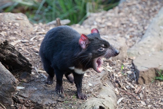 Russell Falls, Mt. Wellington & Tassie Devils Active Day Tour From Hobart - Pricing and Booking
