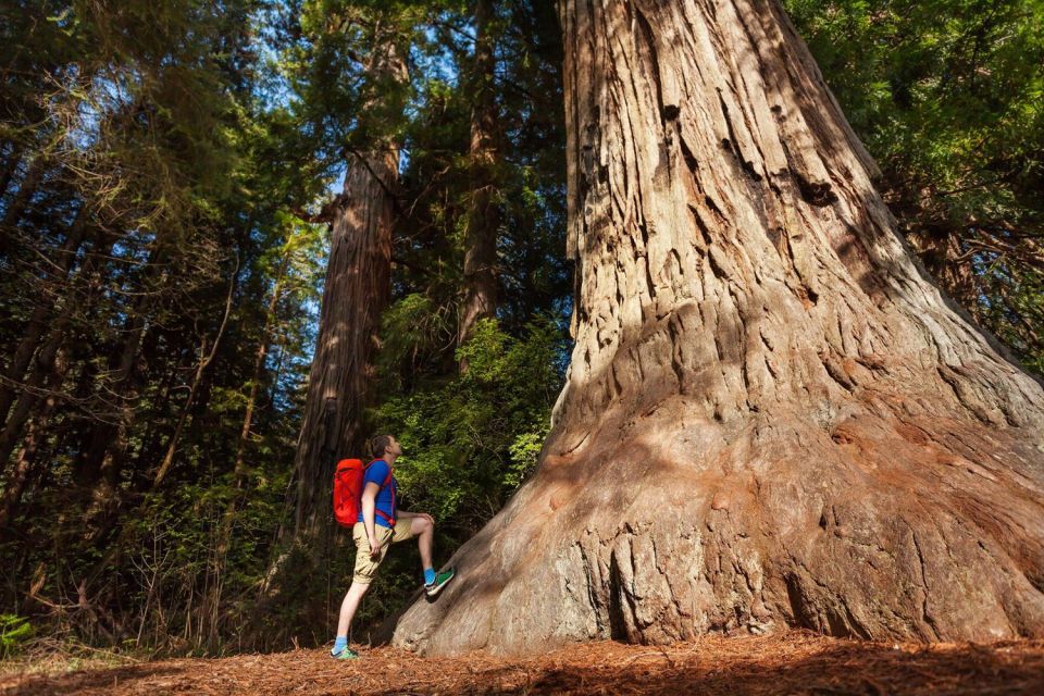 San Jose: Yosemite National Park and Giant Sequoias Trip - Booking Information