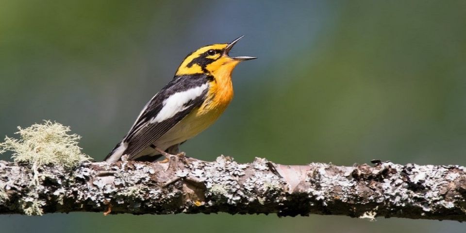 Saskatoon: Birdwatching Tour in President Murray Park - Directions