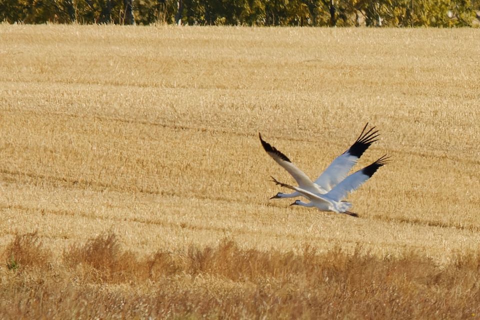 Saskatoon, Canada: 8-Hour Tour to View Whooping Cranes - Booking Information