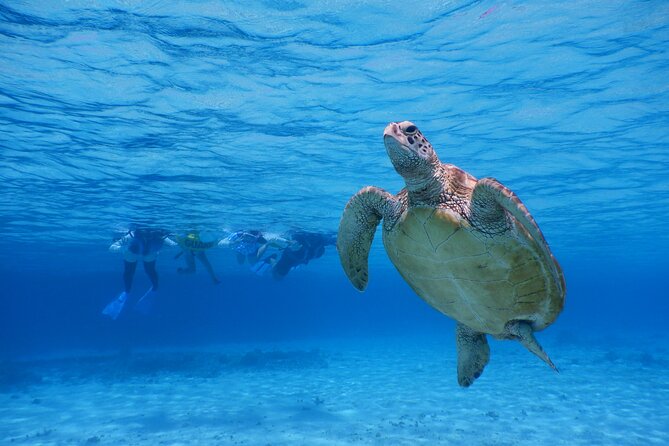 Sea Turtle Snorkel at Kerama Islands and Zamami Island - Marine Life Sightings
