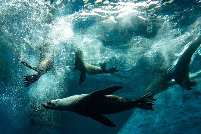Seal Experience at Melbourne Zoo - Excl. Entry - Support and Contact Information