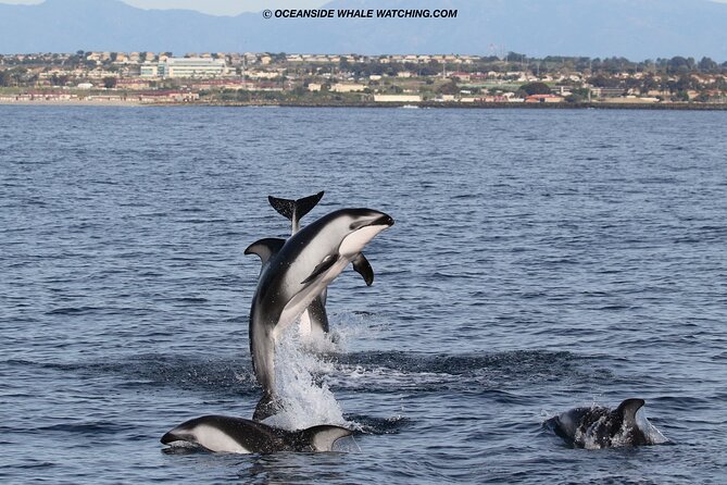 Shared Two-Hour Whale Watching Tour From Oceanside - Cancellation Policy