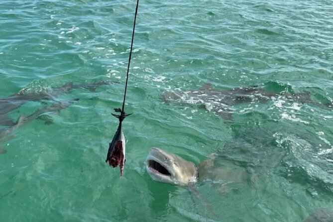 Shark and Wildlife Viewing Adventure in Key West - Visitor Suggestions for Improvement