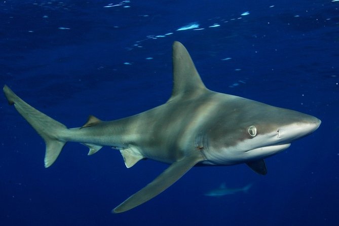 Shark Cage Diving In Oahu - Safety Concerns
