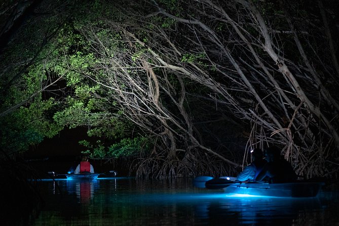 Shell Key Clear Kayak Glow in the Dark Tour - Customer Reviews and Recommendations