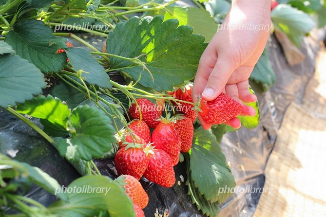 Short Day Trip Chater Bus to Strawberry Picking & Shop in Fukuoka - Support and Assistance
