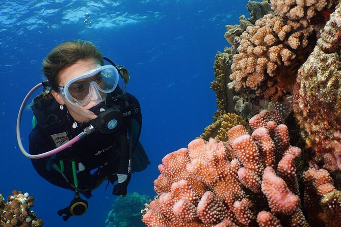 Silversonic Outer Great Barrier Reef Cruise From Port Douglas - Dive Options