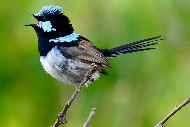 Small-Group Birdwatching Tour, Sydney's Northern Beaches  - New South Wales - Participant Engagement and Photography