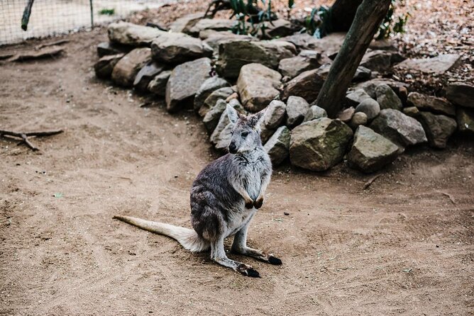 Small-Group Blue Mountains Day Tour With Wildlife Park Admission - Overall Experience