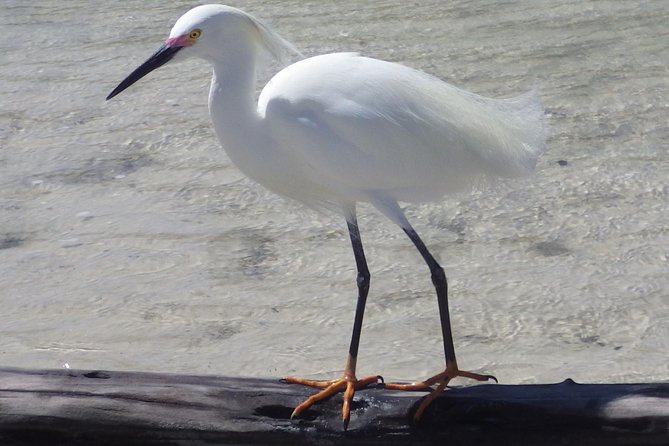 Small Group Boat, Kayak and Walking Guided Eco Tour in Everglades National Park - Nature Exploration