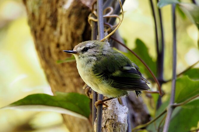 Small Group Daytime 2-Hour Eco Wildlife Tour at Zealandia - Nature Preserve