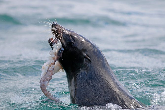 Small-Group Dunedin Wildlife Cruise - Host Responses