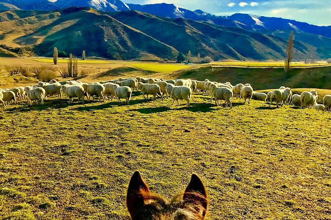 Small-Group Gold Discovery Horse Riding in Cardrona Valley - Activity Confirmation and Requirements