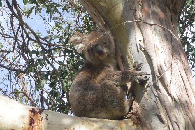 Small-Group Great Ocean Road Classic Day Tour From Melbourne - Highlights and Attractions