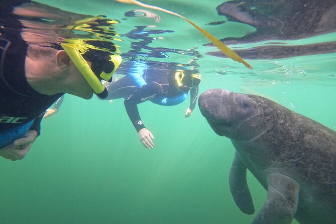 Small Group Manatee Swim Tour With In Water Guide - Reviews and Recommendations