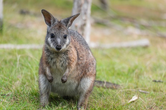 Small-Group Phillip Island Penguin Parade Day Tour From Melbourne - Cancellation Policy