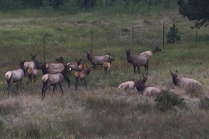 Small-Group Tour of the Rocky Mountain National Park From Denver - Reviews and Feedback