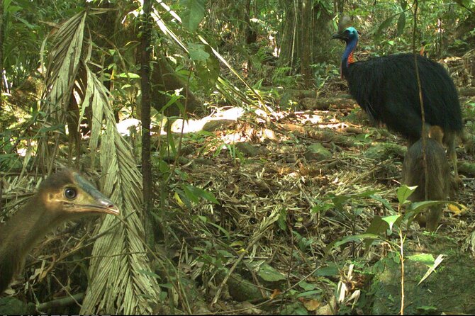 Small-Group Trekking Experience in Daintree National Park - Additional Information