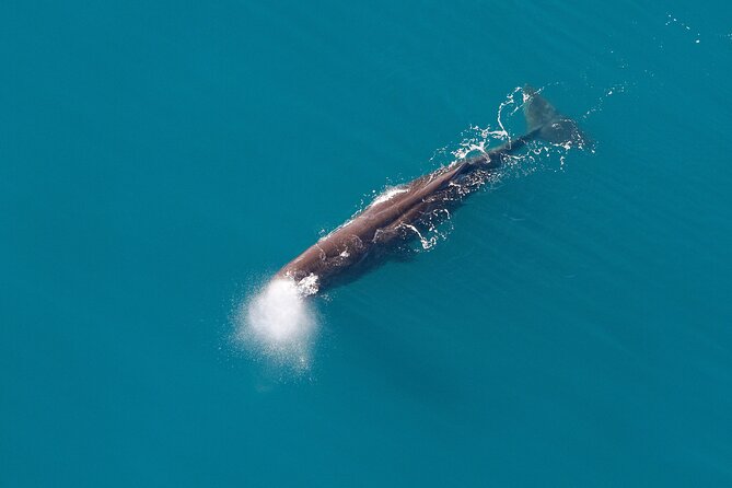 Small-Group Whale-Watching Flight: Kaikoura From Christchurch - Contact and Assistance