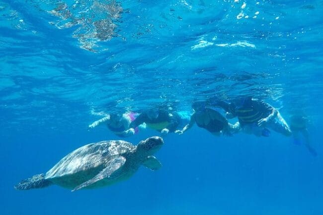 Snorkel & Swim With Turtles! Minutes From Waikiki - Customer Experience