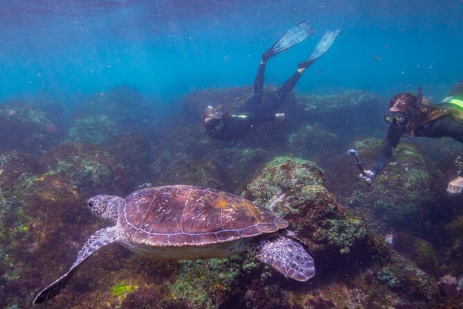 Snorkel With Turtles Gold Coast - Educational Crew Insights
