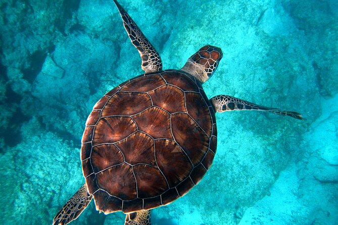 Snorkeling and Dolphin-Spotting Cruise at Moreton Island  - Brisbane - Positive Experiences