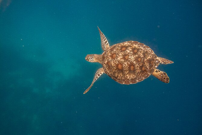 Snorkeling and Freediving Trip Around Nusa Penida - Customer Engagement Strategies