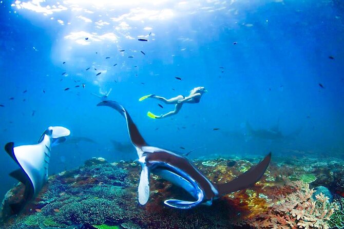 Snorkeling Manta Ray Safari in Nusa Penida - Traveler Reviews and Recommendations