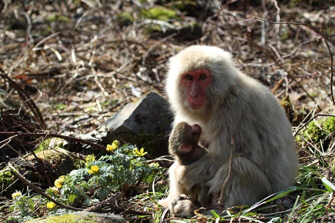 Snow Monkey Park & Miso Production Day Tour From Nagano - Cancellation Policy