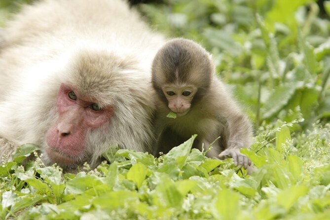 Snow Monkey Park & Miso Production Round Trip Day Tour From Tokyo - Important Information