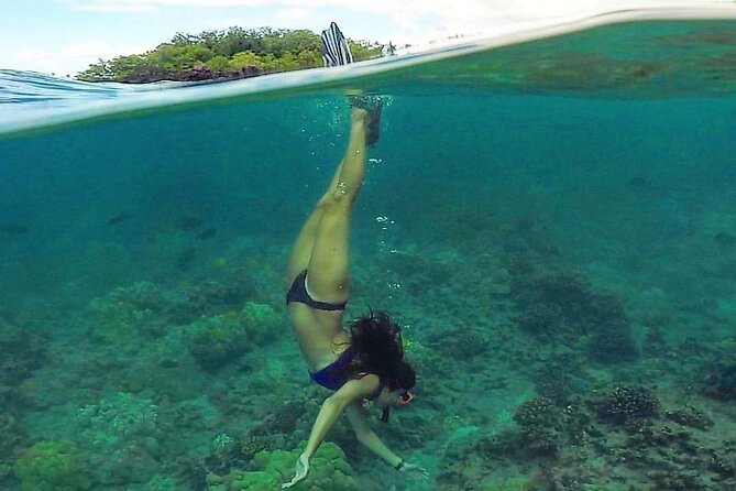 South Maui Kayak and Snorkel Tour With Turtles - Customer Reviews