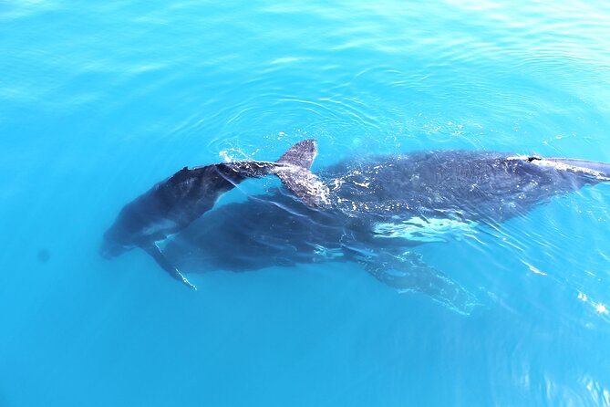 Spirit of Hervey Bay Whale Watching Cruise - Knowledge Sharing