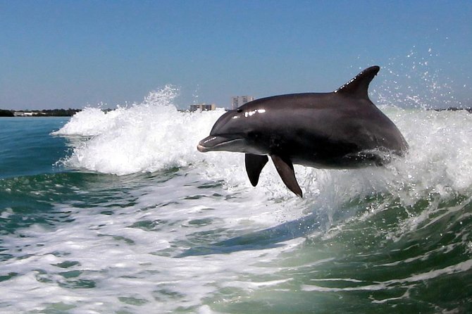 St. Pete Beach Dolphin Racer Speedboat Adventure - Booking Information and Tips