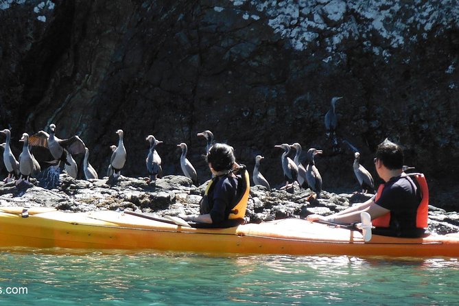 Sunrise Wildlife Sea Kayaking in Akaroa Marine Reserve - Traveler Experience