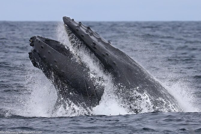 Sunset Whale Watch Tour in Monterey - Additional Information