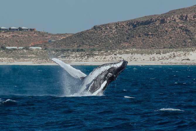 Swim With Humpback Whales - Ningaloo Reef - 3 Islands Whale Shark Dive - Sum Up