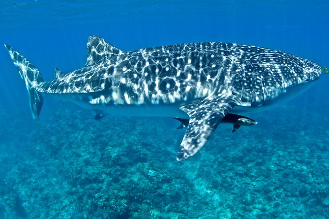 Swim With Whale Sharks in the Ningaloo Reef: 3 Island Shark Dive - Sum Up