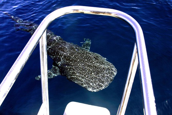 Swim With Whale Sharks- the Largest Fish in the World! - Logistics and Meeting Options