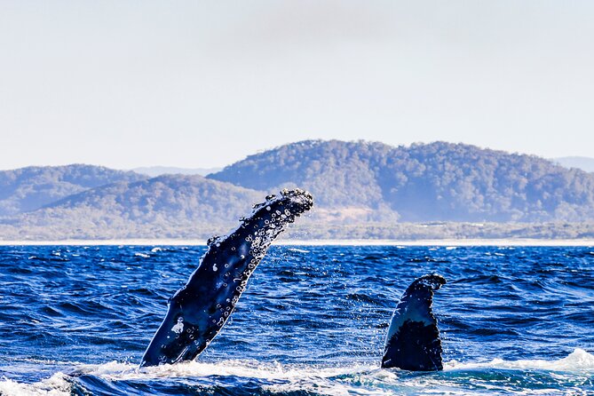 Swim With Whales Gold Coast - Traveler Reviews and Photos