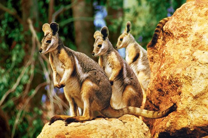 Sydney Harbour Hop on Hop off Cruise With Taronga Zoo Entry - Product Information and Company Details