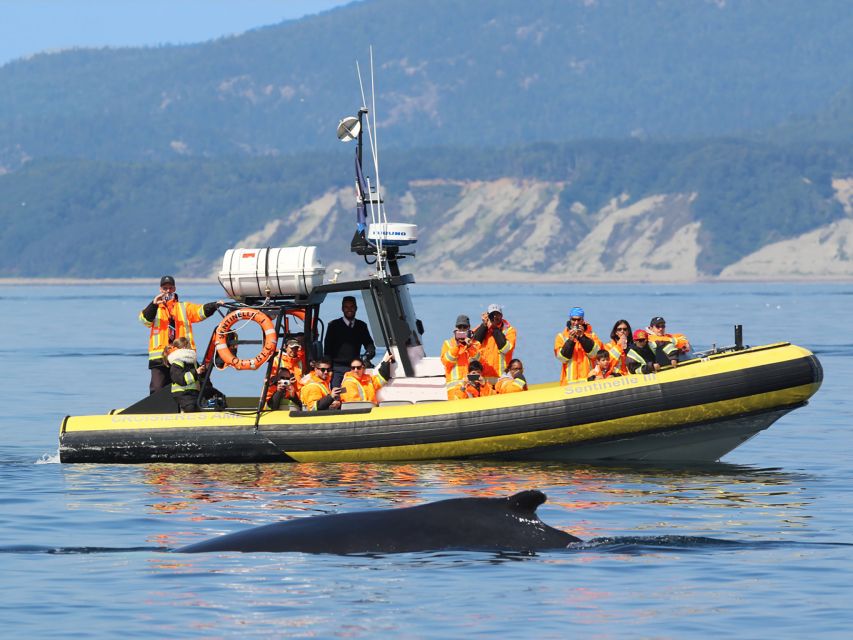 Tadoussac/Baie-Ste-Catherine: Whale Watch Zodiac Boat Tour - Reviews and Ratings