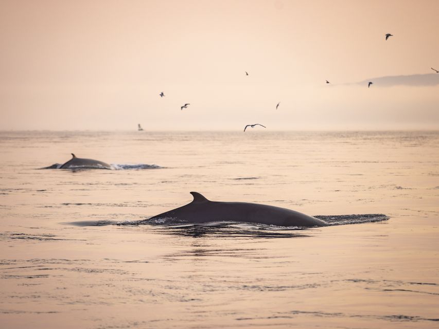 Tadoussac: Whales and Fjord Cruise Morning or Twilight Tour - Live Guides