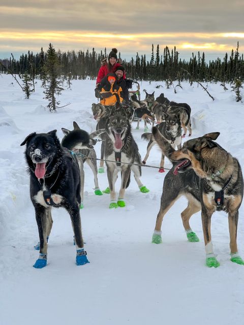 Talkeetna: Winter Dog Sled Tour Morning or Night Mush! - Scenic Sled Ride Details