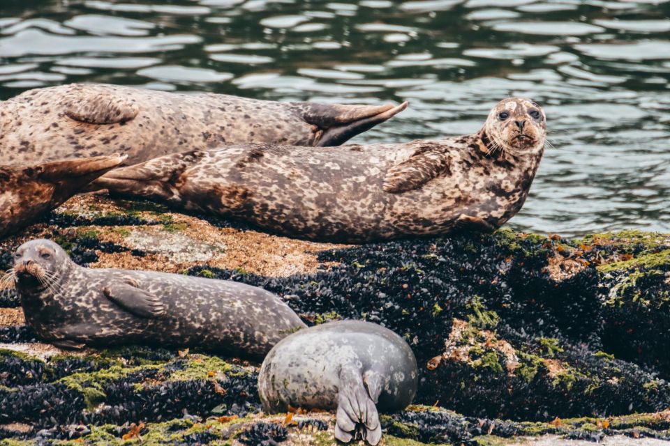 Telegraph Cove: 2 Hour Family Fun Kayaking Tour - Immersive Journey